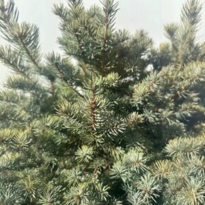 Kék lucfenyő (Picea pungens ‘Glauca Marci’)