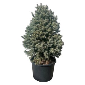Kék lucfenyő (Picea pungens ‘Glauca Marci’)