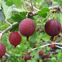 Oszlopos egres (Ribes uva-crispa ‘Invicta’)