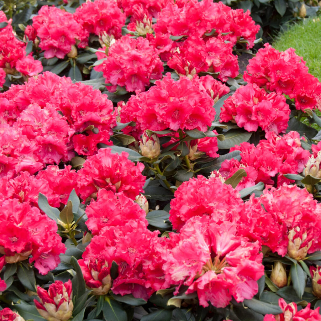 Piros havasszépe (Rhododendron ‘Markeeta’s Prize’)