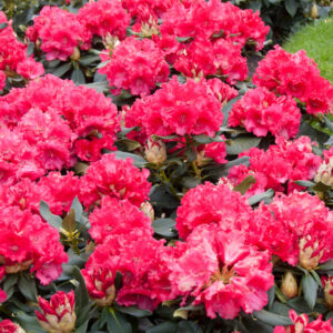 Piros havasszépe (Rhododendron ‘Markeeta’s Prize’)