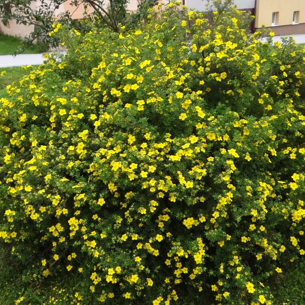 Cserjés pimpó (Potentilla fruticosa ‘Tangerine’)
