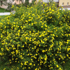 Cserjés pimpó (Potentilla fruticosa ‘Tangerine’)