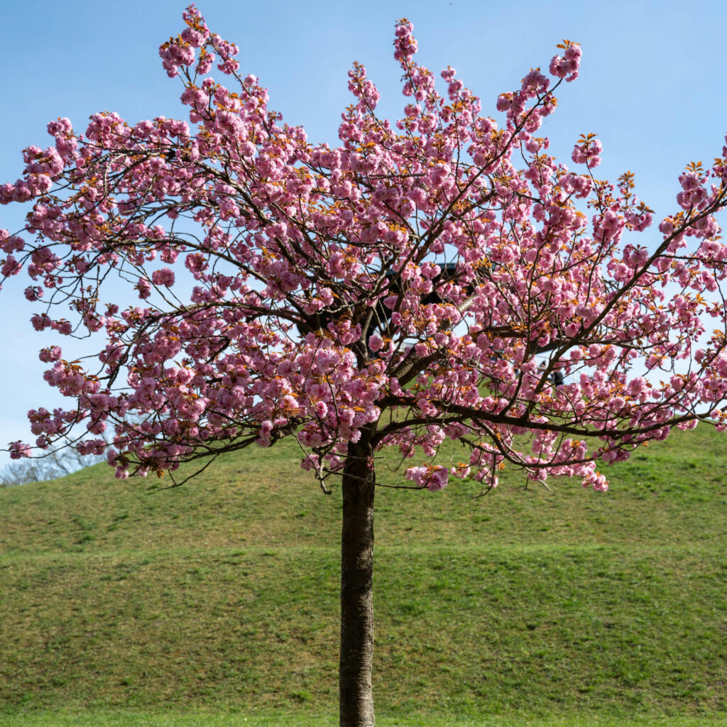 Japán díszcseresznye (Prunus serrulata ‘Kanzan’)
