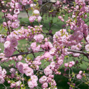 Mandulacseresznye (Prunus triloba)