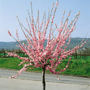 Mandulacseresznye (Prunus triloba)