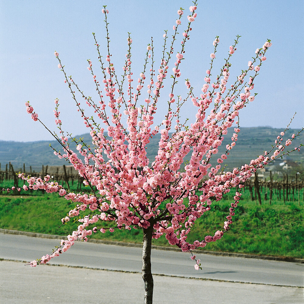 Mandulacseresznye (Prunus triloba)