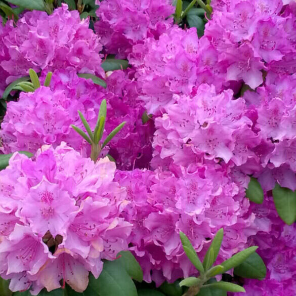Pontuszi havasszépe (Rhododendron ponticum ‘Roseum’)