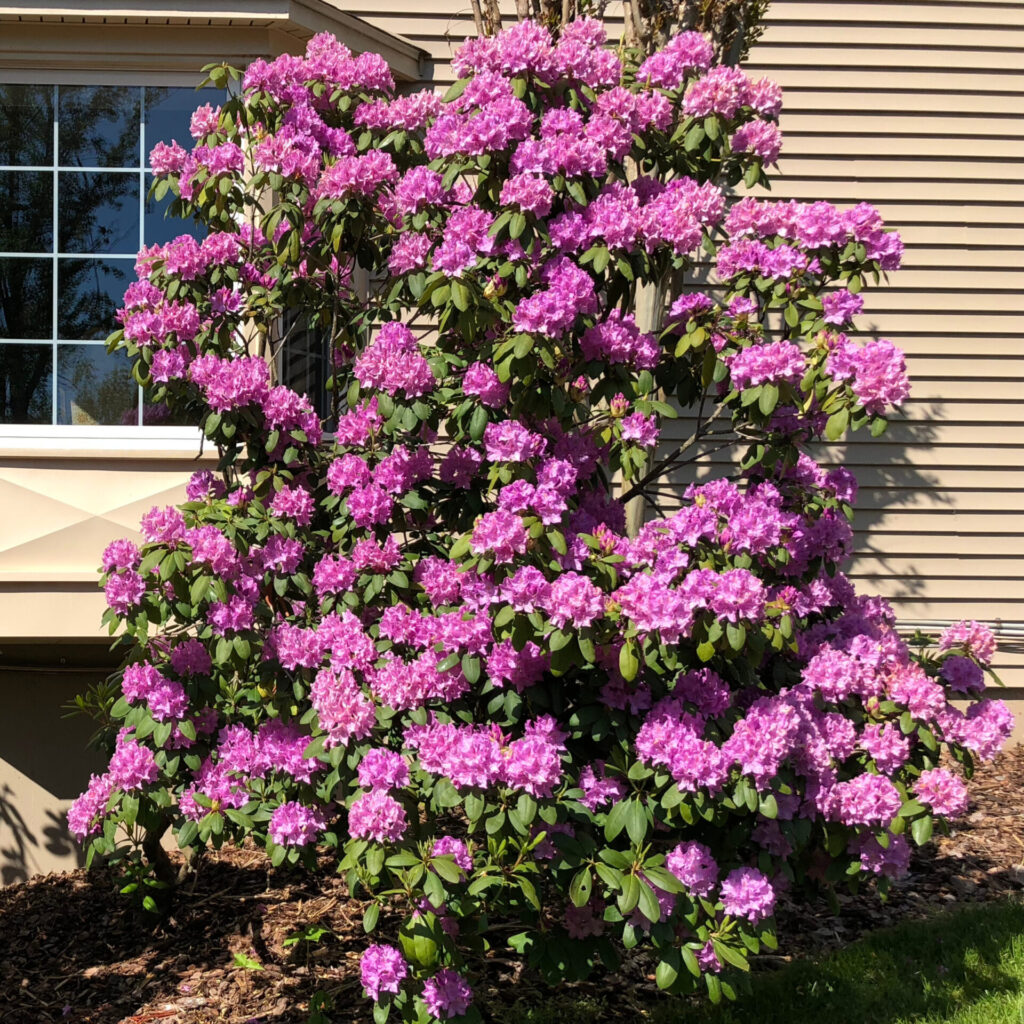 Havasszépe (Rhododendron ‘Roseum Elegans’)