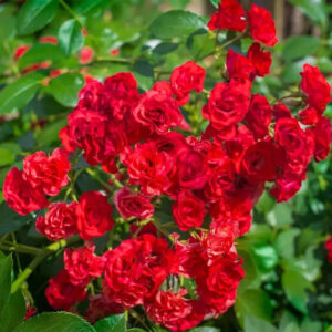 Talajtakaró rózsa (Rosa ‘The Fairy’ Rood)