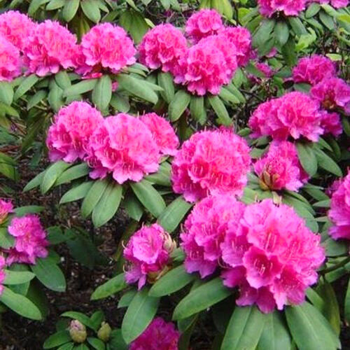 Rózsaszín havasszépe (Rhododendron ‘Pierce American Beauty’)