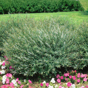 Törpe csigafűz (Salix purpurea ‘Nana’)