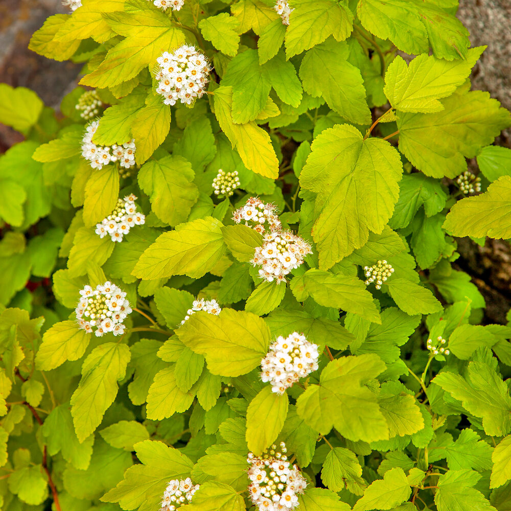 Sárga levelű hólyagvessző (Physocarpus opulifolius)