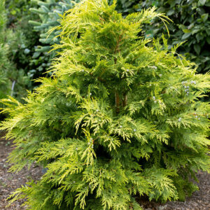 Sárga lombú hamisciprus (Chamaecyparis lawsoniana ‘Sunkist’)