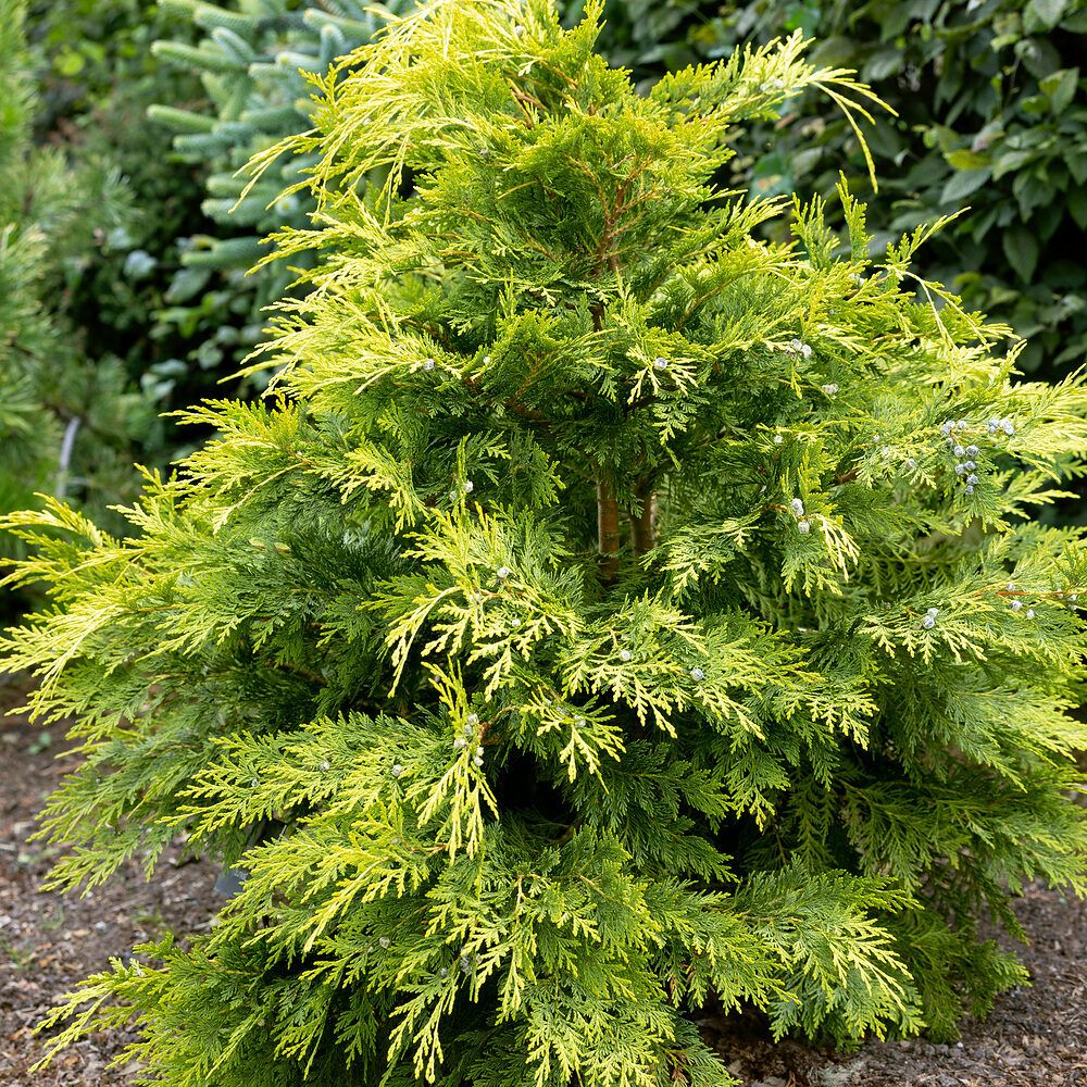 Sárga lombú hamisciprus (Chamaecyparis lawsoniana ‘Sunkist’)