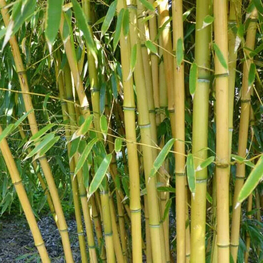 Sárga szárú bambusz (Phyllostachys aureosulcata ‘Aureocaulis’)
