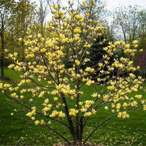 Sárga virágú liliomfa (Magnolia ‘Yellow Bird’)