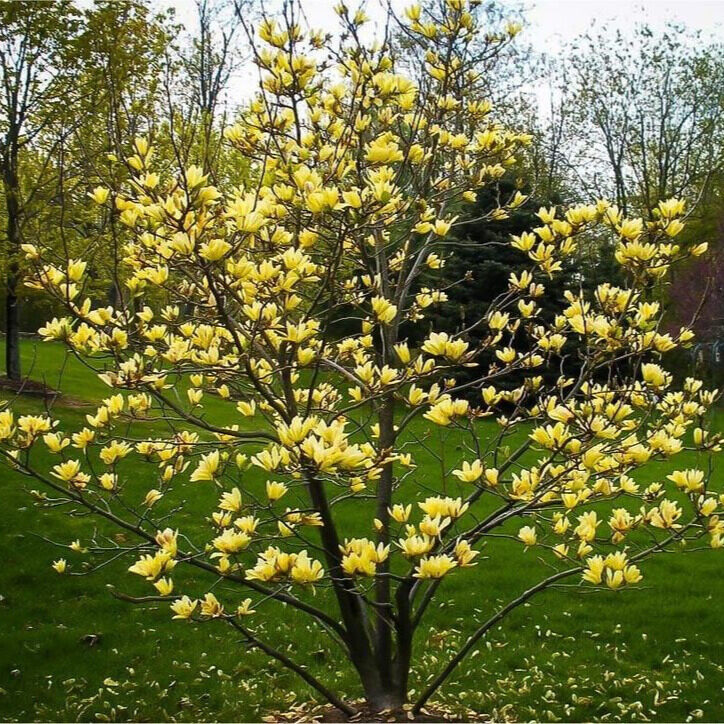 Sárga virágú liliomfa (Magnolia ‘Yellow Bird’)