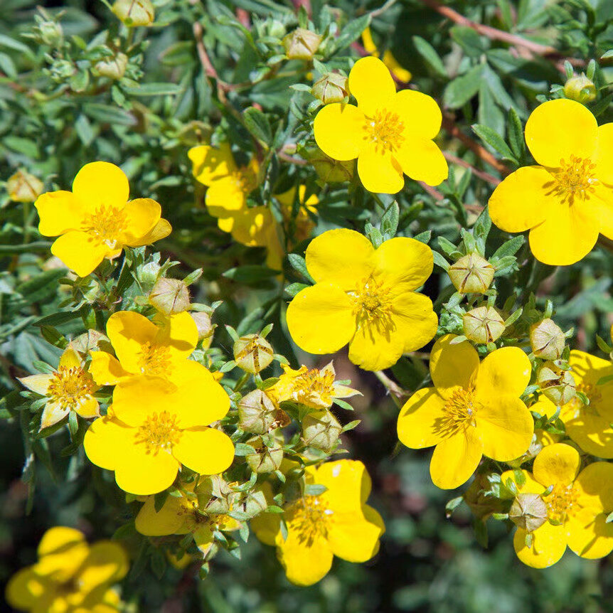 Sárga virágú pimpó (Potentilla fruticosa ‘Kobold’)