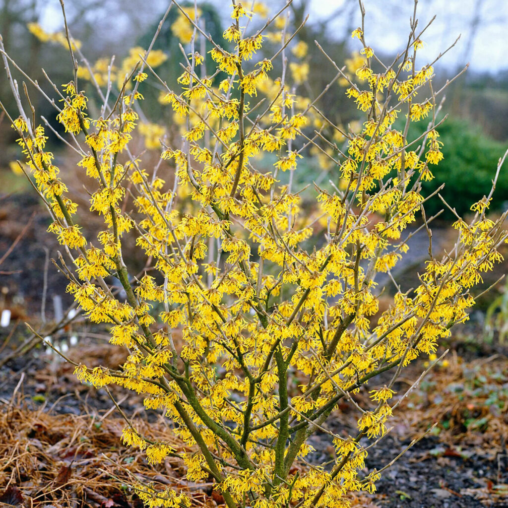 Sárga virágú varázsmogyoró (Hamamelis intermedia ‘Arnold Promise’)