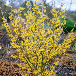Sárga virágú varázsmogyoró (Hamamelis intermedia ‘Arnold Promise’)