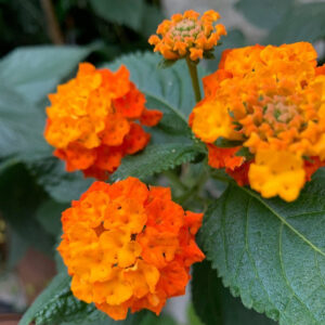 Sétányrózsa (Lantana camara)