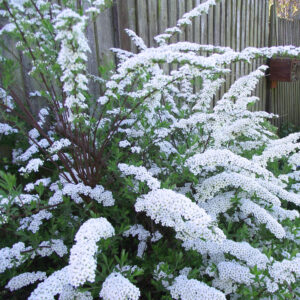 Hamvas gyöngyvessző (Spiraea cinerea ‘Grefsheim’)