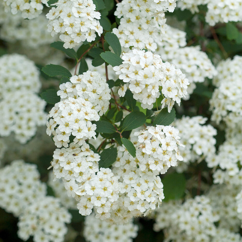 Nipponi gyöngyvessző (Spiraea nipponica ‘Halward’s Silver’)