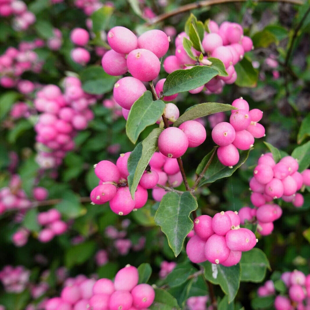 Korallhóbogyó (Symphoricarpos orbiculatus ‘Magic Berry’)