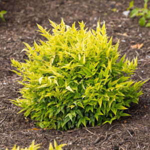 Szent bambusz (Nandina domestica ‘Lemon Lime’)