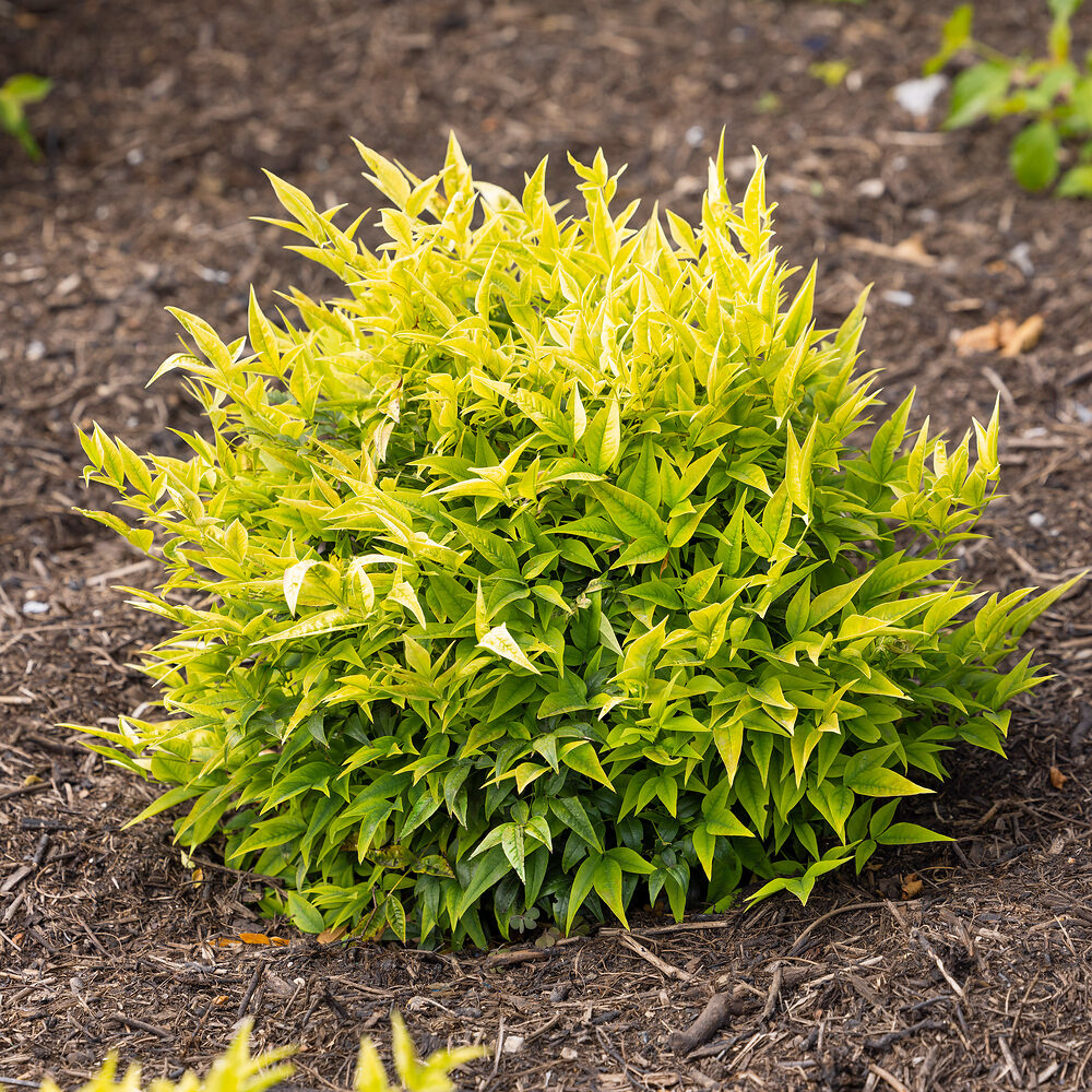 Szent bambusz (Nandina domestica ‘Lemon Lime’)