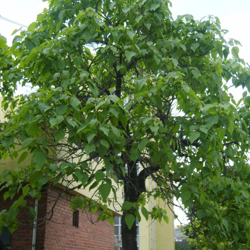 Szivarfa (Catalpa bignonioides)