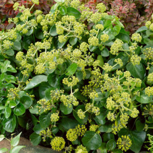 Ír borostyán (Hedera hibernica ‘Arbori Compact’)