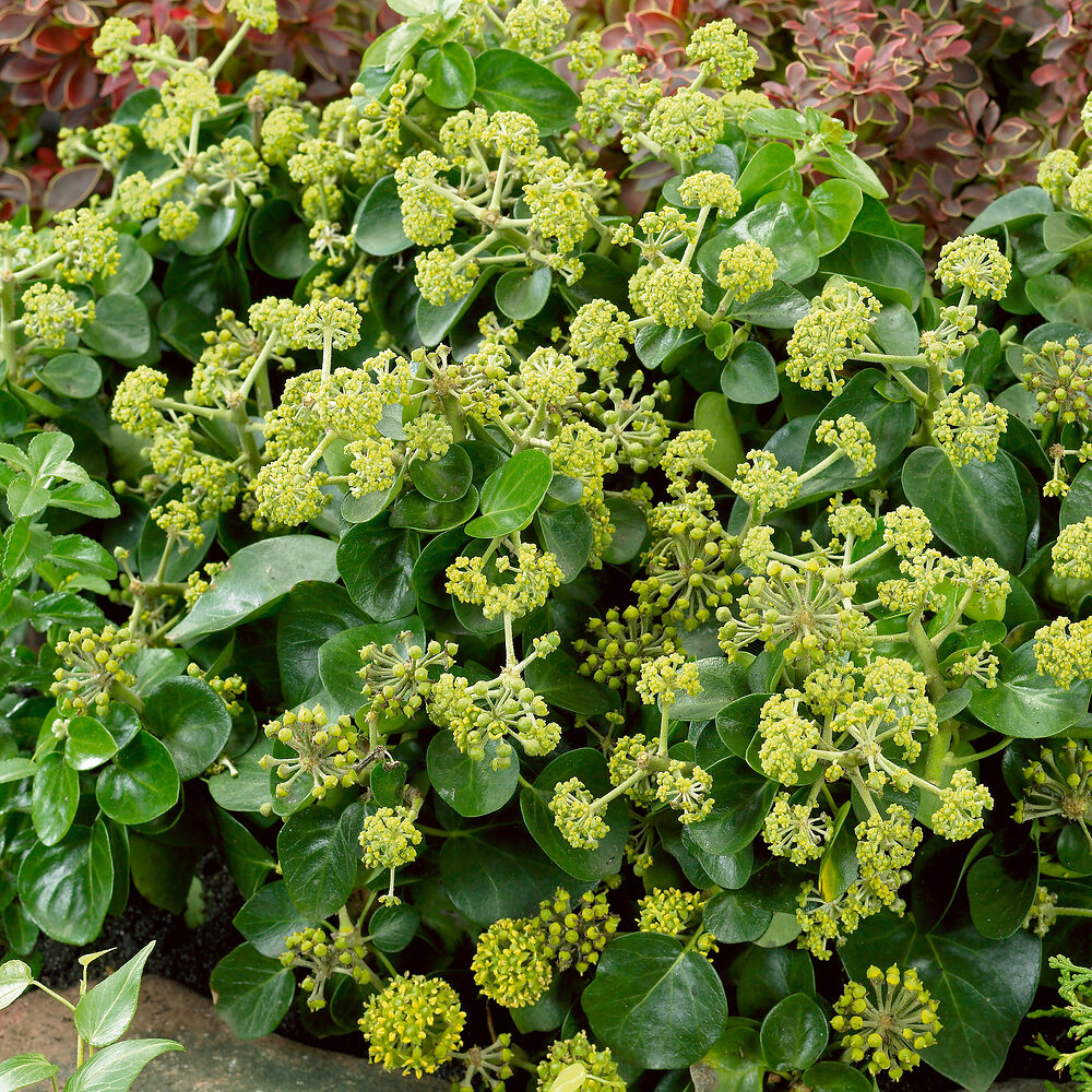 Ír borostyán (Hedera hibernica ‘Arbori Compact’)