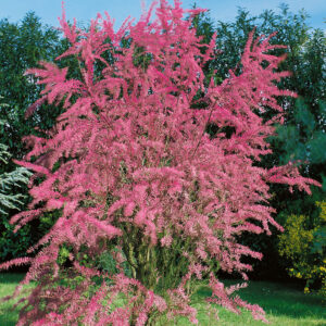 Négyhímű tamariska (Tamarix tetrandra)