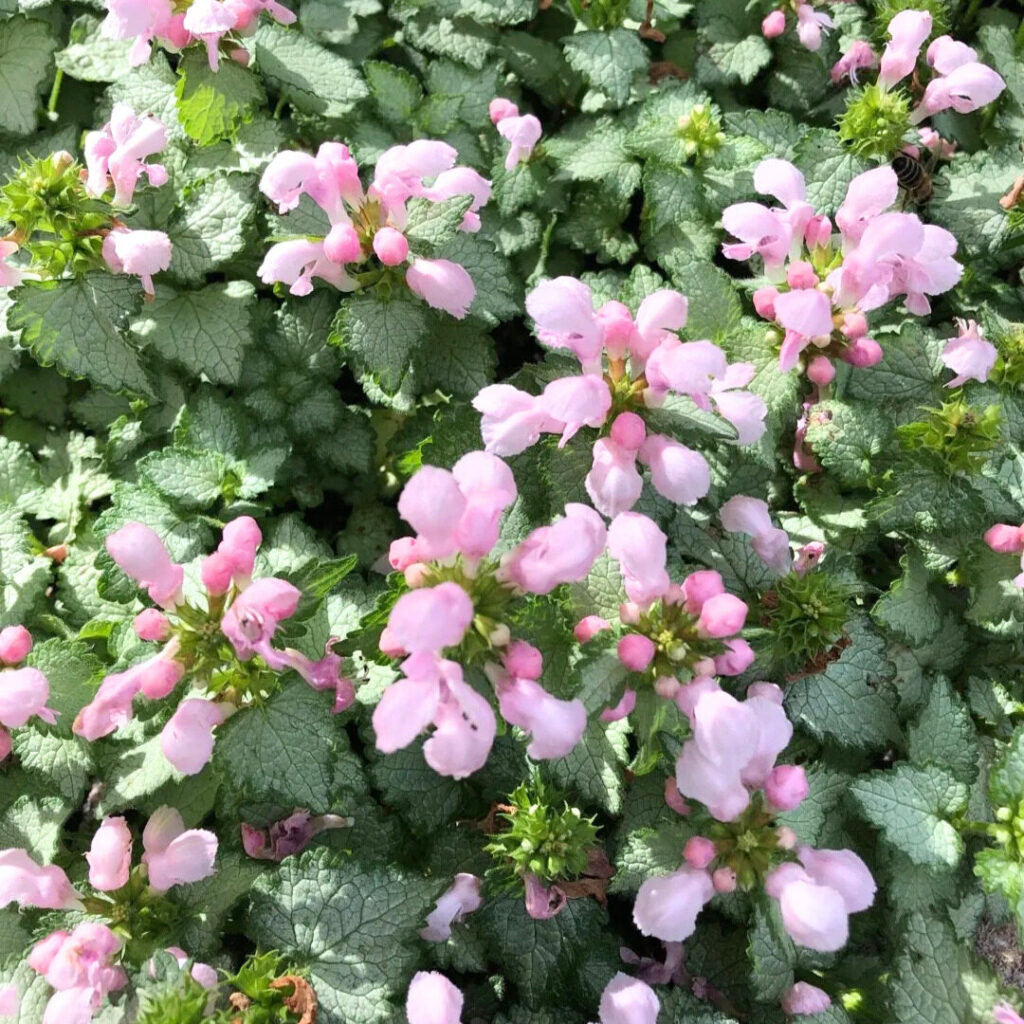 Tarka levelű árvacsalán (Lamium maculatum ‘Pink Pewter’)