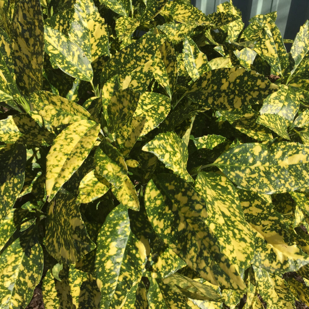 Tarka levelű japán babérsom (Aucuba japonica ‘Variegata’)