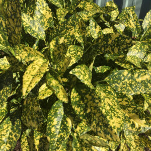 Tarka levelű japán babérsom (Aucuba japonica ‘Variegata’)