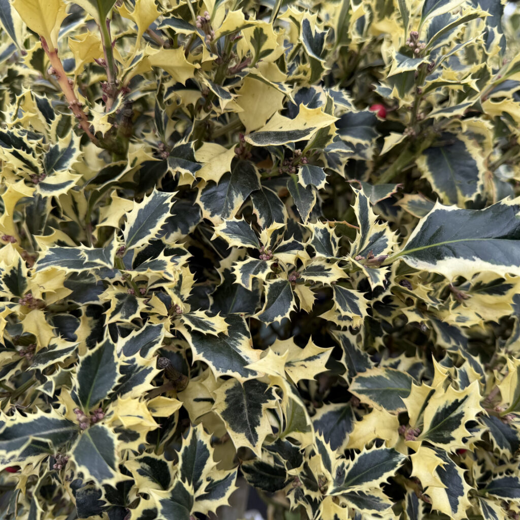 Tarka levelű magyal (Ilex aquifolium ‘Variegatum’)