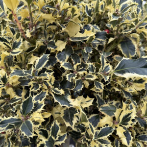 Tarka levelű magyal (Ilex aquifolium ‘Variegatum’)