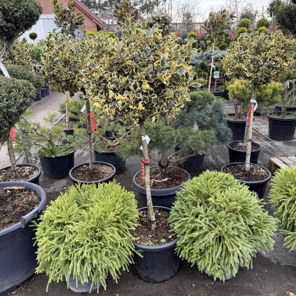 Tarka levelű magyal (Ilex aquifolium ‘Variegatum’)