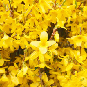 Törpe aranyvessző (Forsythia intermedia ‘Minigold’)