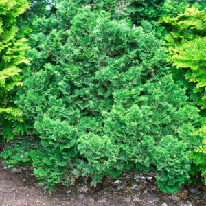 Törpe japán hamisciprus (Chamaecyparis obtusa ‘Kosteri’)
