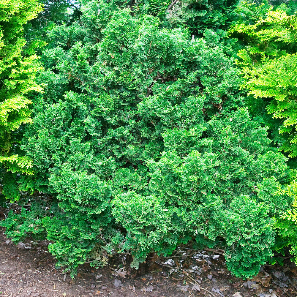 Törpe japán hamisciprus (Chamaecyparis obtusa ‘Kosteri’)