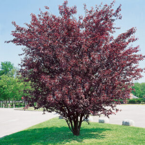 Vöröslevelű törpe díszcseresznye (Prunus cistena)