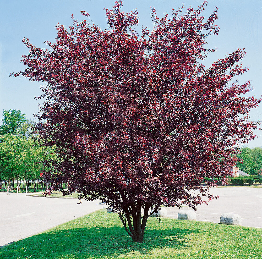 Vöröslevelű törpe díszcseresznye (Prunus cistena)
