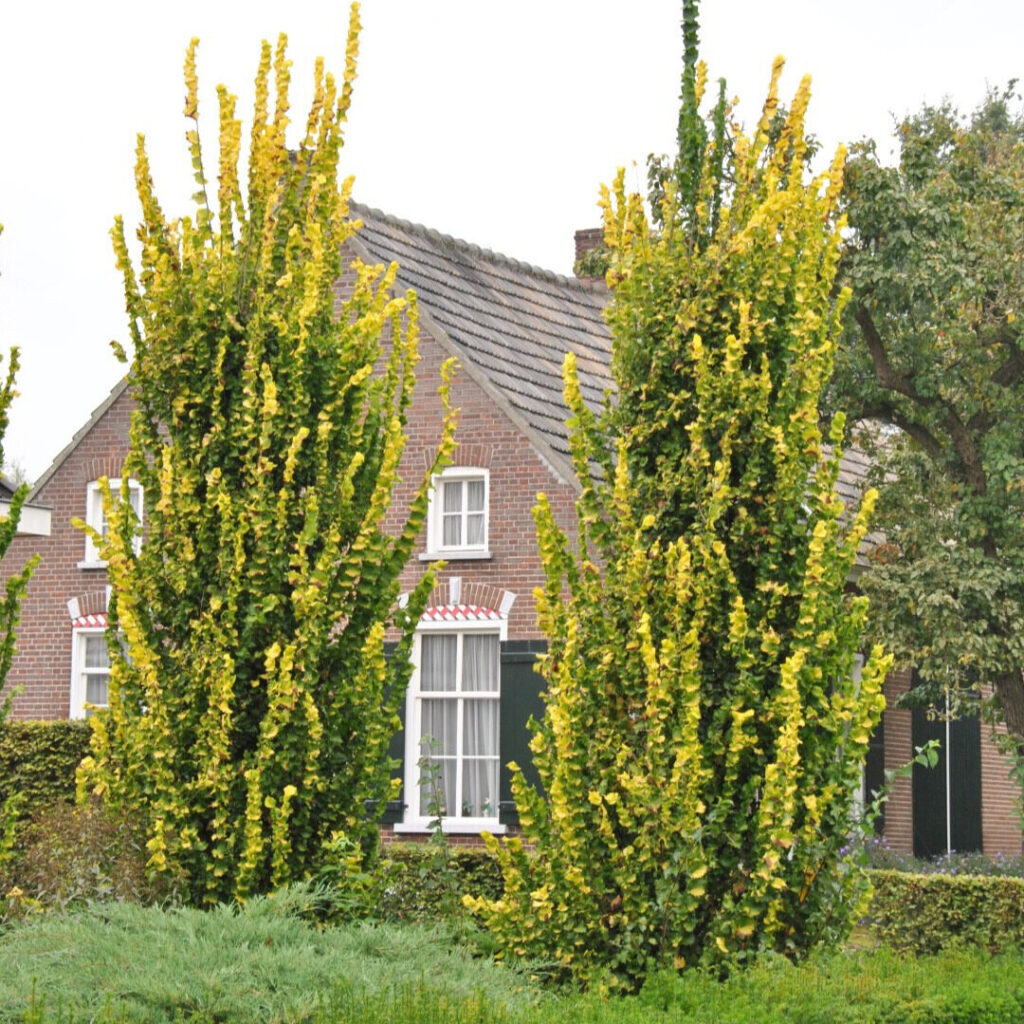 Aranylevelű holland szil (Ulmus hollandica ‘Wredei’)