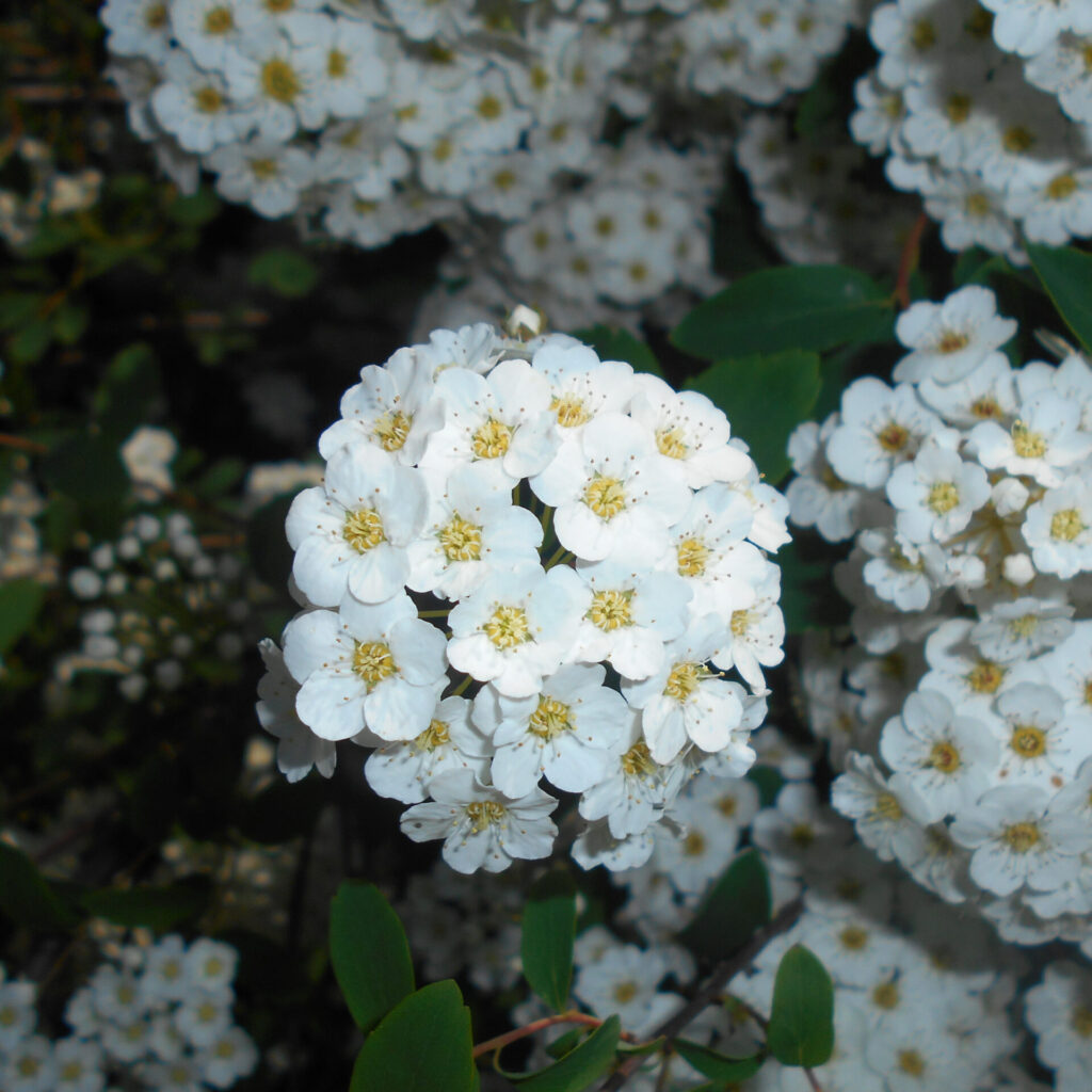 Vanhoutte gyöngyvessző (Spiraea vanhouttei)