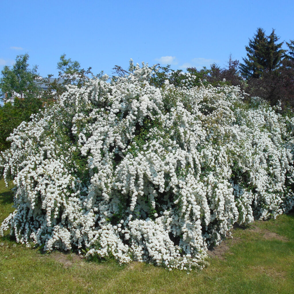Vanhoutte gyöngyvessző (Spiraea vanhouttei)