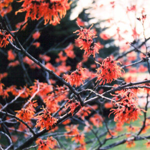 Varázsmogyoró (Hamamelis intermedia ‘Diane’)